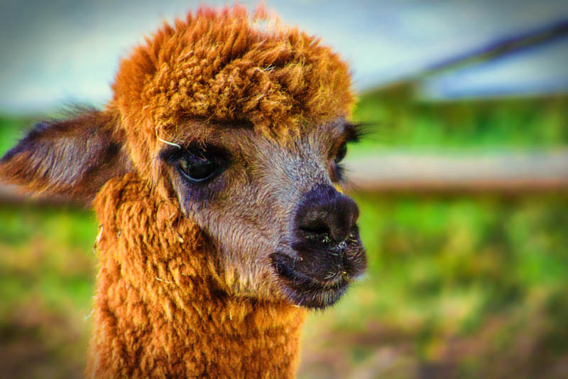 Alpaca